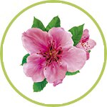 cerezo cerezo
