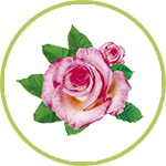 rosa rosa