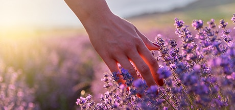 manos tocando flores de lavanda