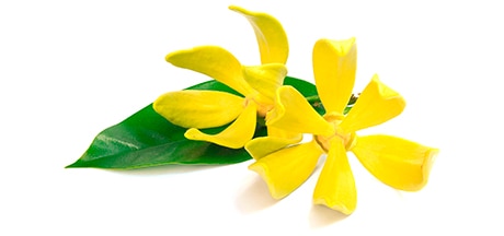 flor de ylang ylang